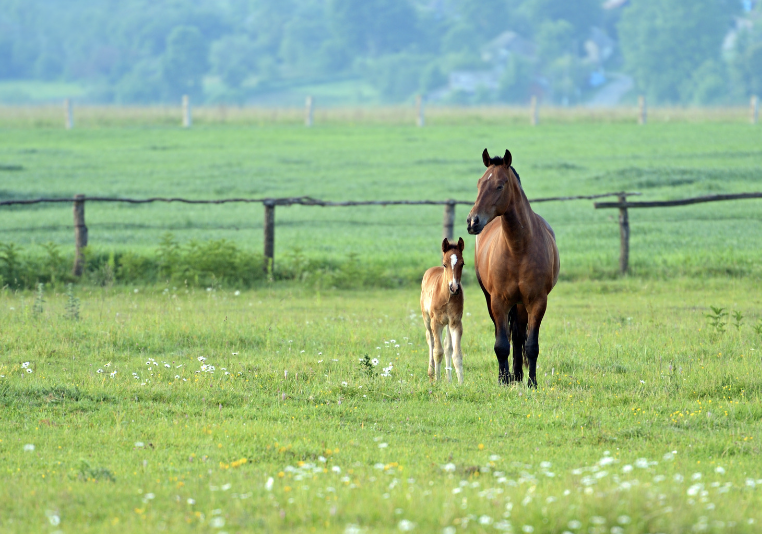 sabots des chevaux